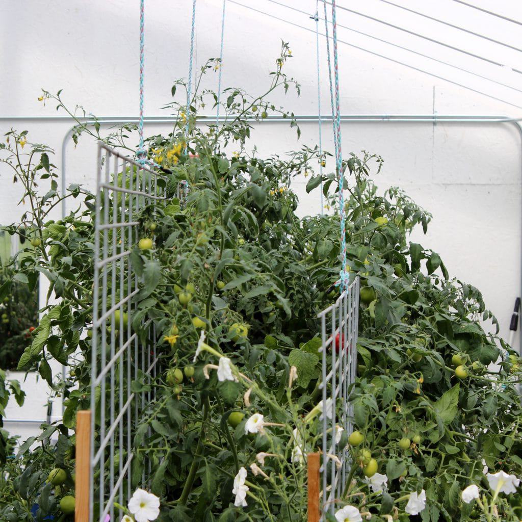 Greenhouse Growing in 2014 Homemade Food Junkie