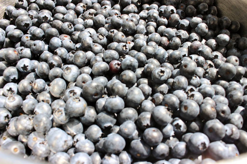 Freezing BlueberriesHomemadeFoodJunkie