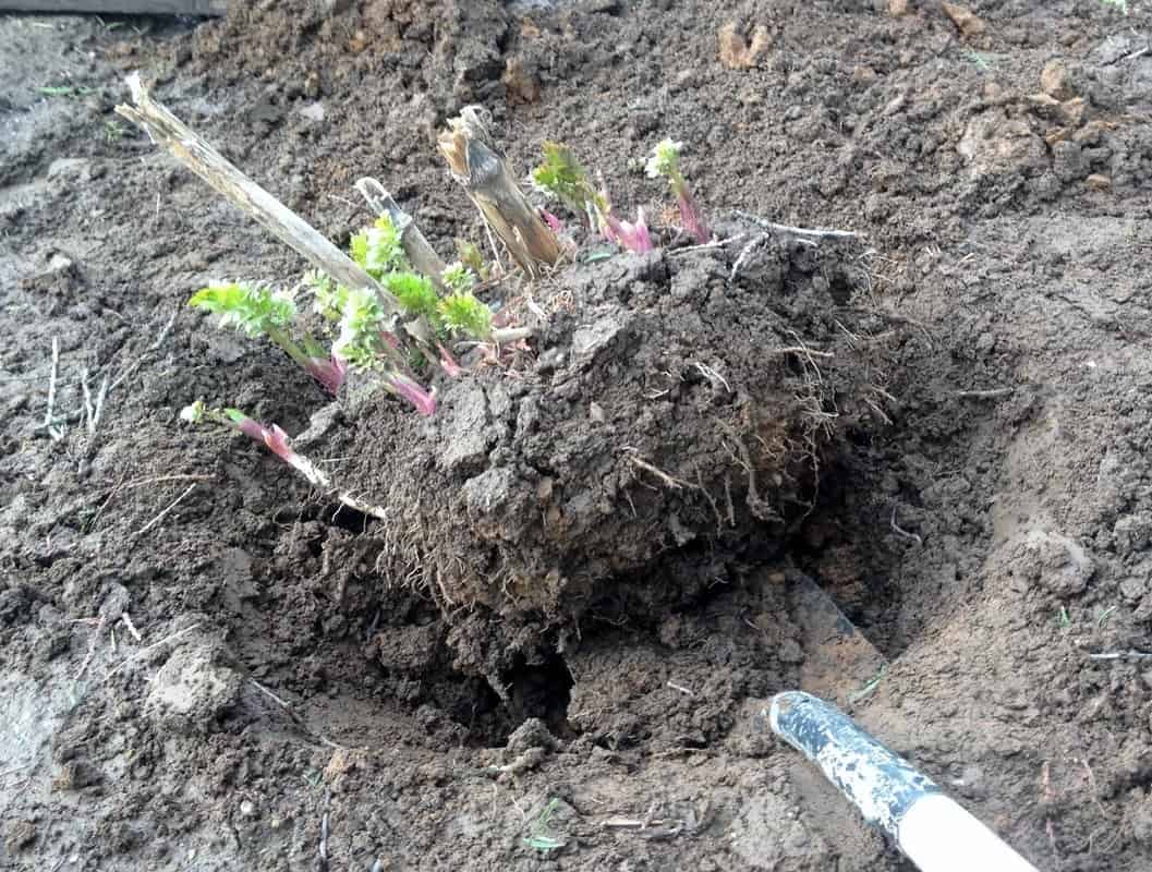 Transplanting Time 10 Tips To Success Homemade Food Junkie