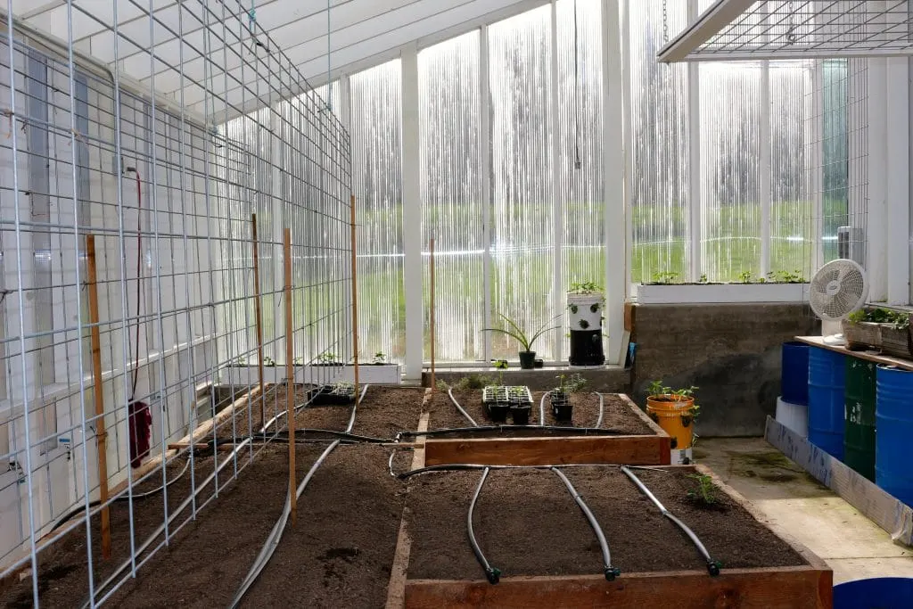 Greenhouse Tomato Trellis