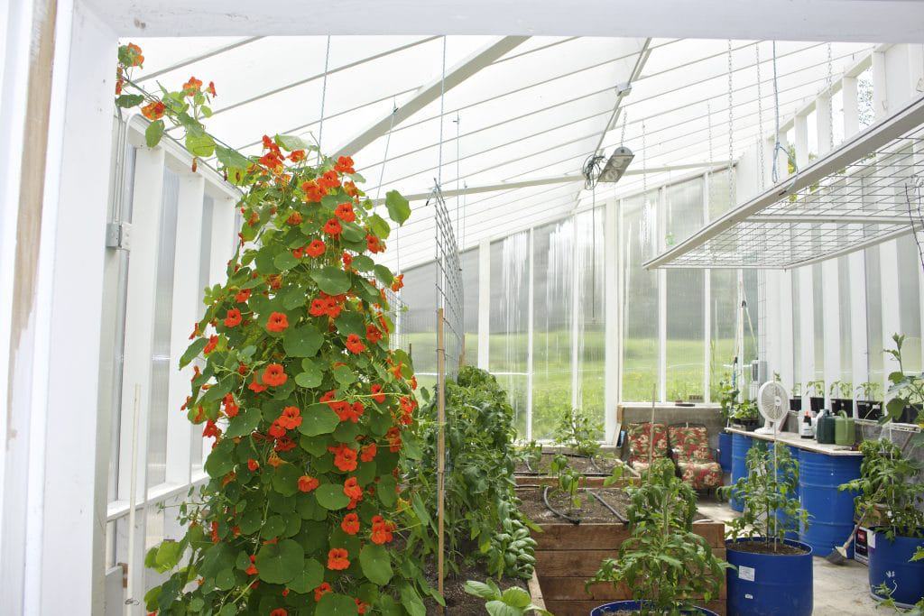 Nasturtium pollinator plant and aphid decoy plant.