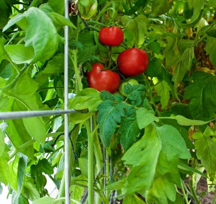 tomato trellis