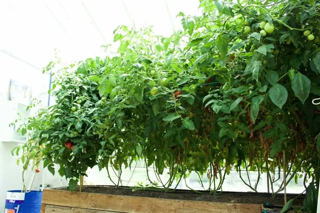 Tomato Trellis Hog Wire Double Panels Http://Homemadefoodjunkie.com