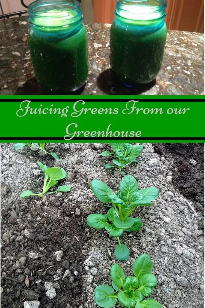 Juicing Greens From Our Greenhouse