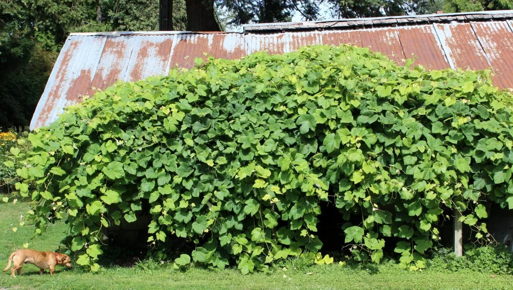 Diy Grape Arbor With Concord Grapes Http://Homemadefoodjunkie.com