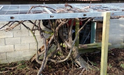 Steel Studs On Our Grape Arbor. The Tomato Trellis Outdoors Possible Frame Http://Homemadefoodjunkie.com