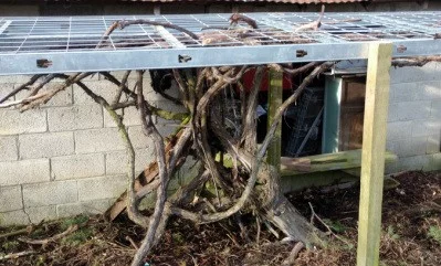 Diy Grape Arbor