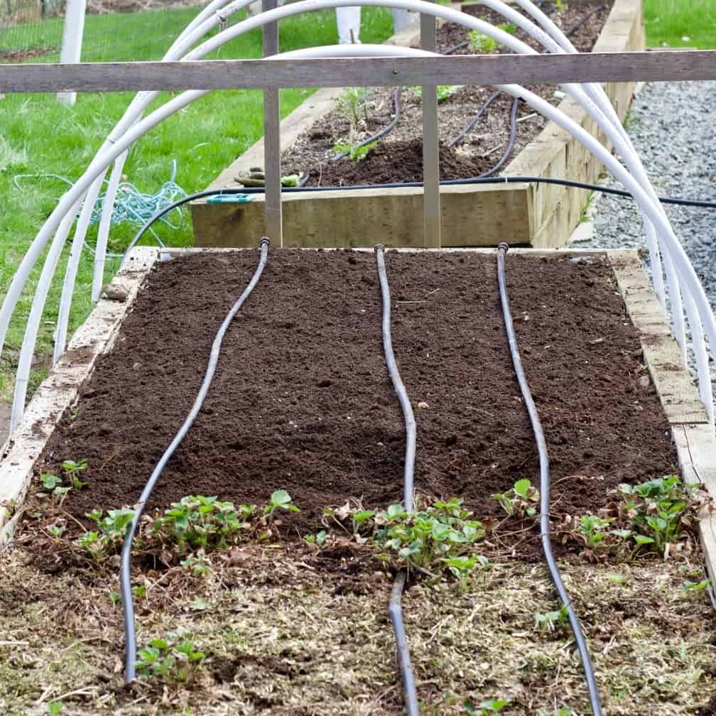 Garden bed for asparagus. Plant asparagus