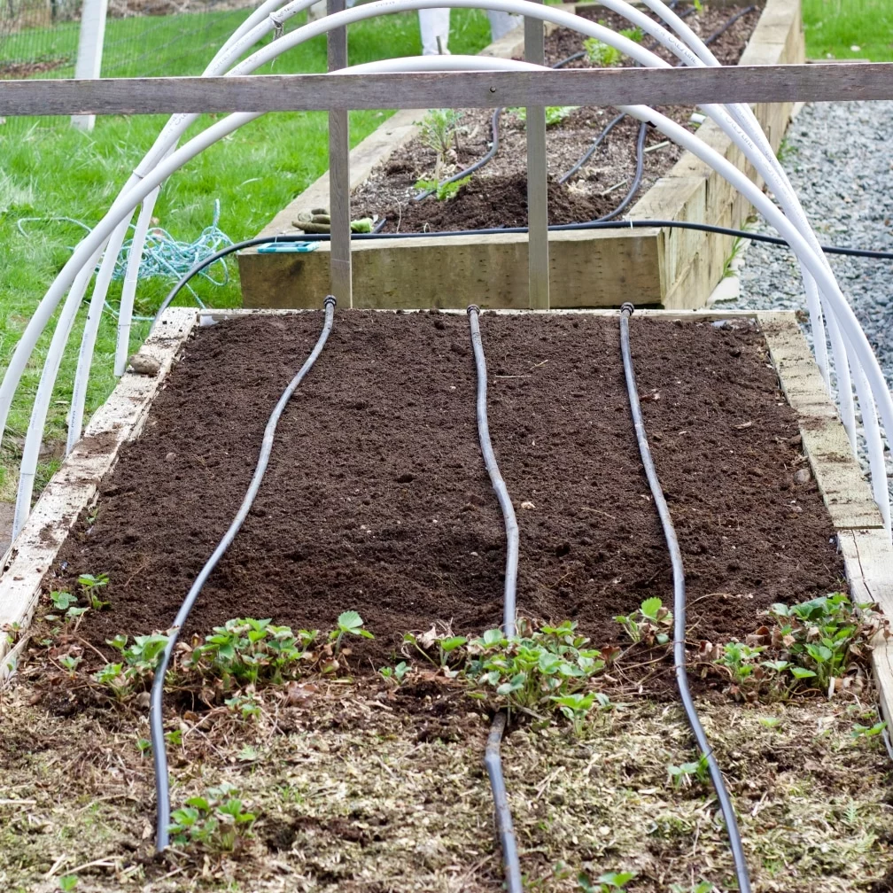 Garden Bed For Asparagus. Plant Asparagus