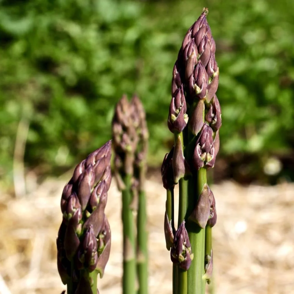 Plant Asparagus-First Year Spears