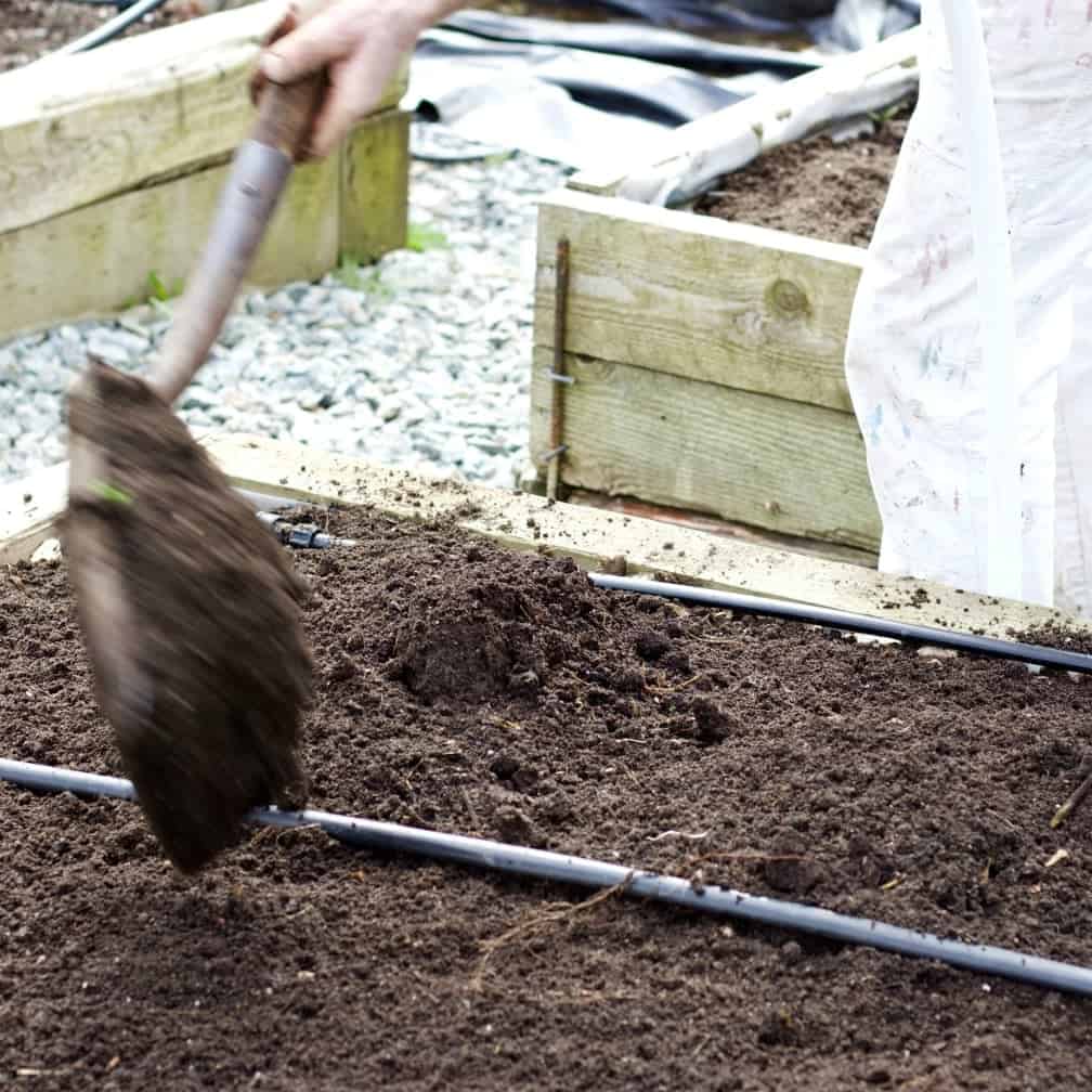 shoveling dirt on asparagus bed.