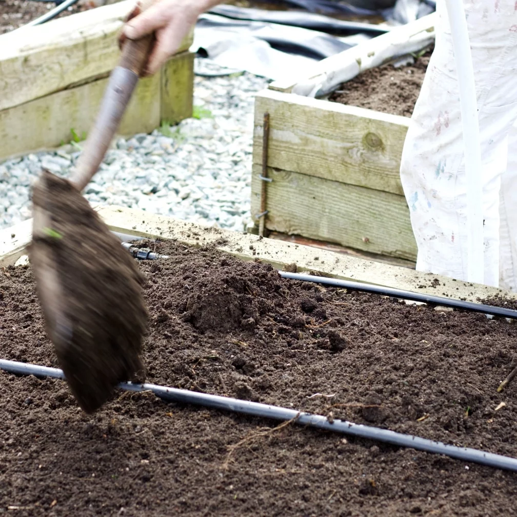 Shoveling Dirt On Asparagus Bed.