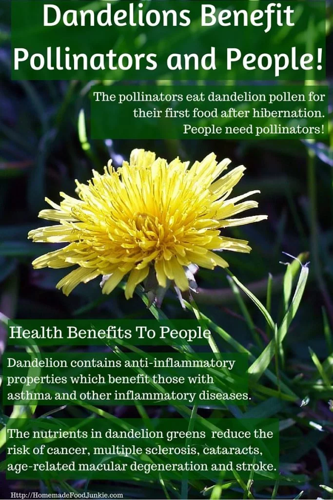 Dandelions Benefit Us And Pollinators In Early Spring!Http://Homemadefoodjunkie.com