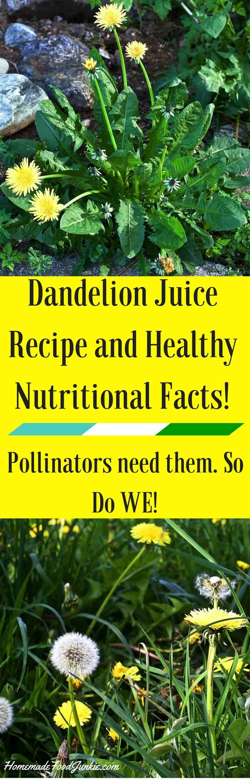 Dandelions Benefit Pollinators and People! Homemade Food Junkie