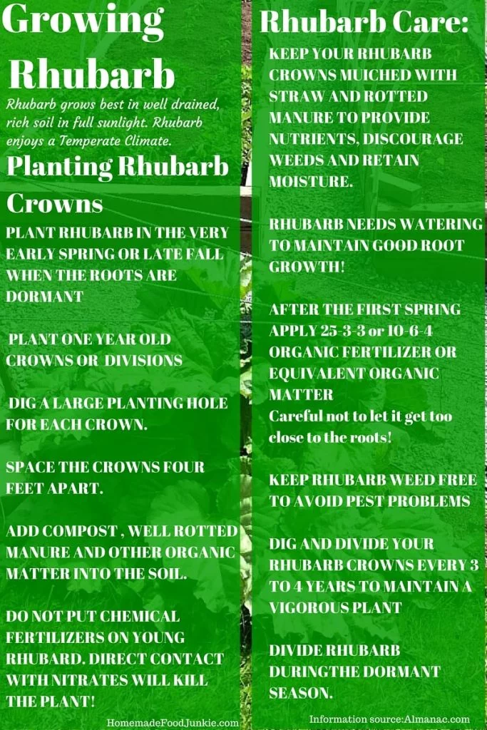 Growing Rhubarb In Your Garden Http://Homemadefoodjunkie.com