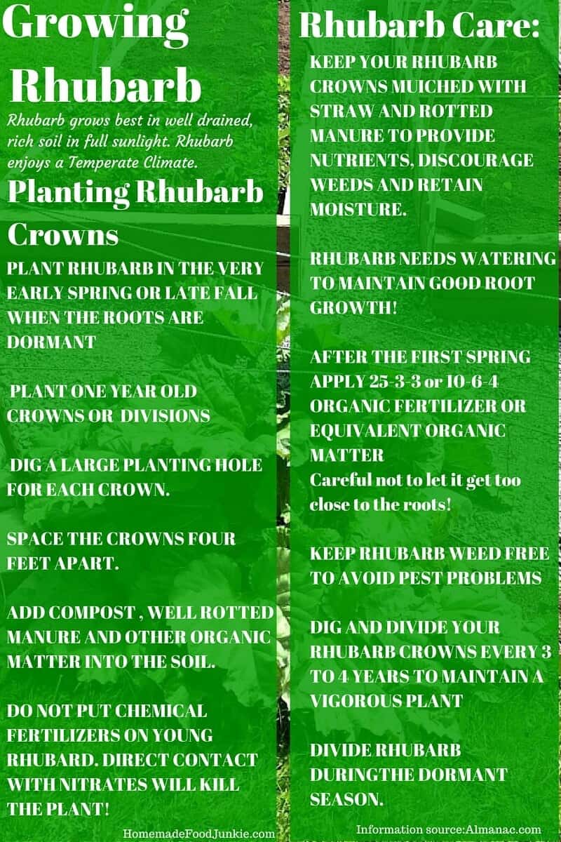 Growing Rhubarb in Your Garden-Homemade Food Junkie