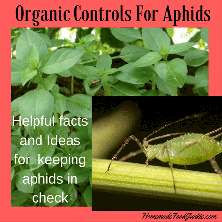How to Control Aphids Organically