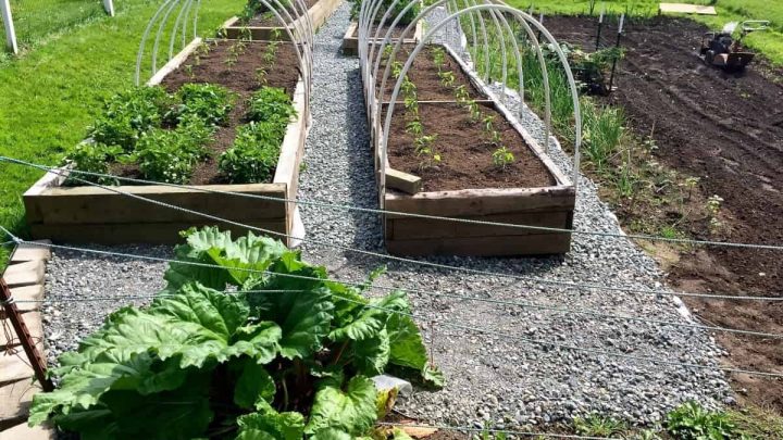 Rhubarb in our Garden with gravel walks and raised beds http://Homemadefoodjunkie.com