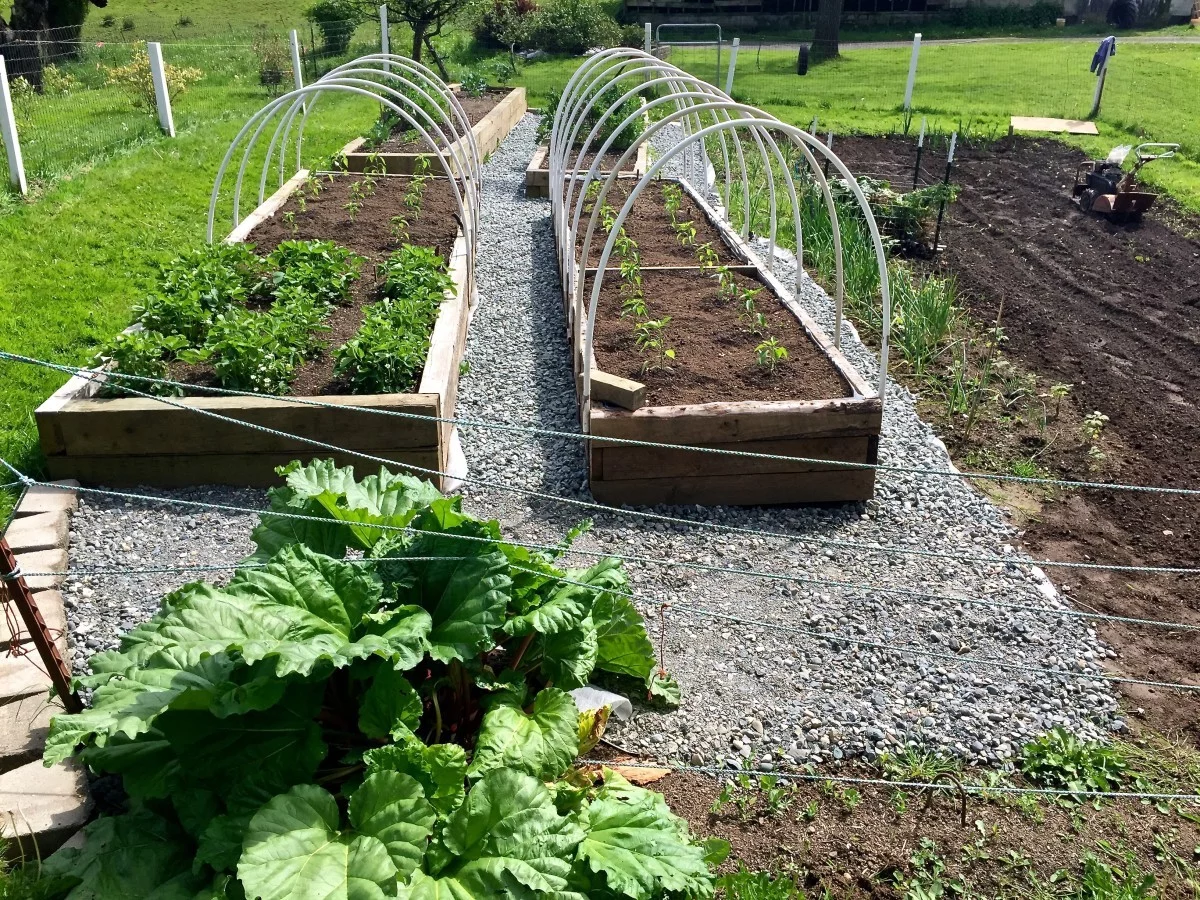 Rhubarb In Our Garden With Gravel Walks And Raised Beds Http://Homemadefoodjunkie.com