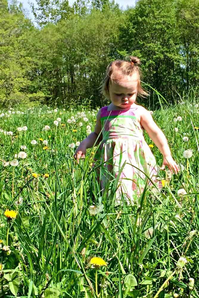 Dandelions Benefit