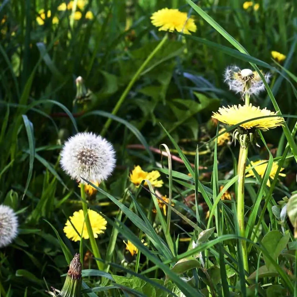 Dandelions 