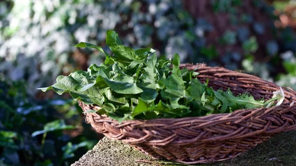 Dandelions Benefit Pollinators And People. They Are The First Food For Pollinators And Full Of Excellent Nutrients For People. Http://Homemadefoodjunkie.com