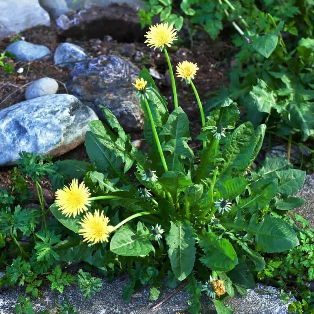 Dandelions Benefit Pollinators And People. They Are The First Food For Pollinators And Full Of Excellent Nutrients For People. Http://Homemadefoodjunkie.com