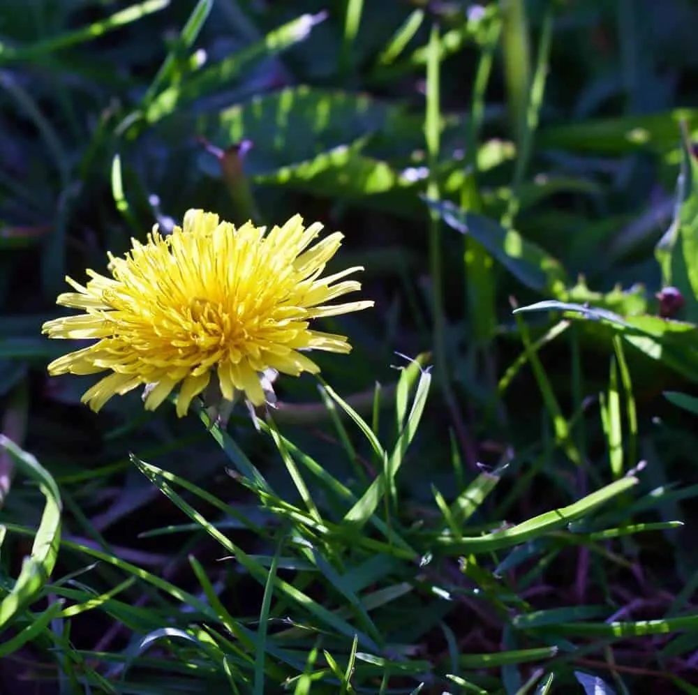 Dandelions Benefit