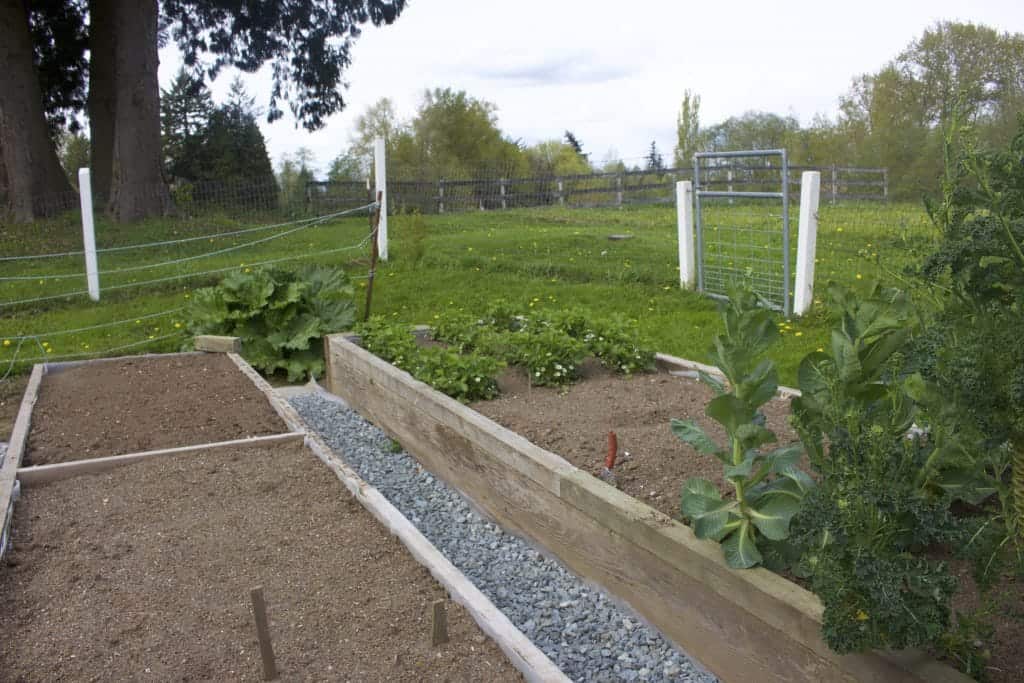 Raised Beds With A Graveled Walk Between