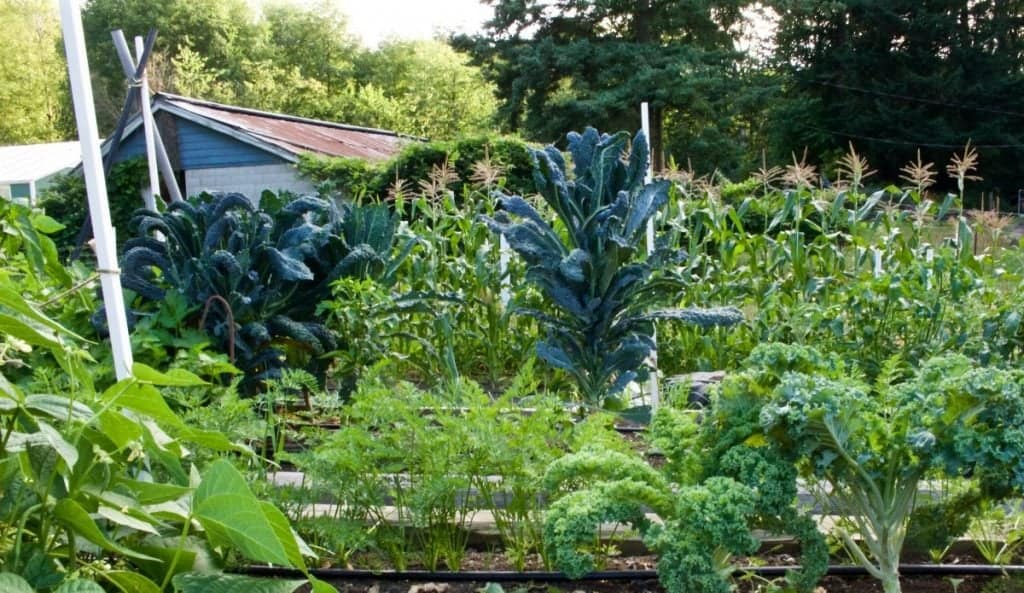 Plant Kale In You Garden