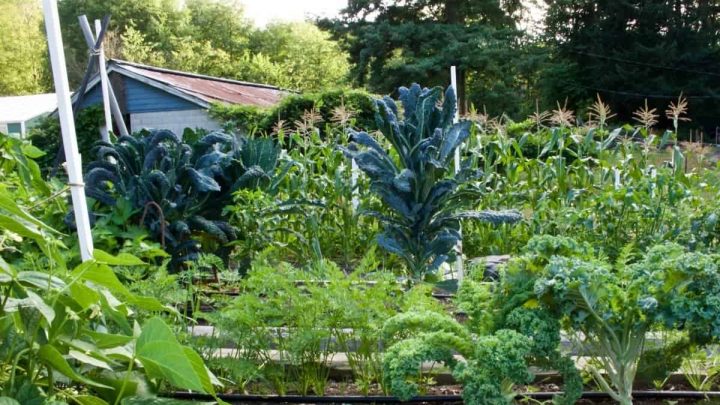 Organic garden 2015 http://Homemadefoodjunkie.com