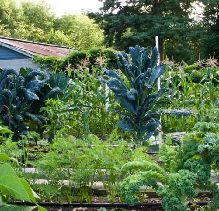 Organic garden 2015 http://Homemadefoodjunkie.com