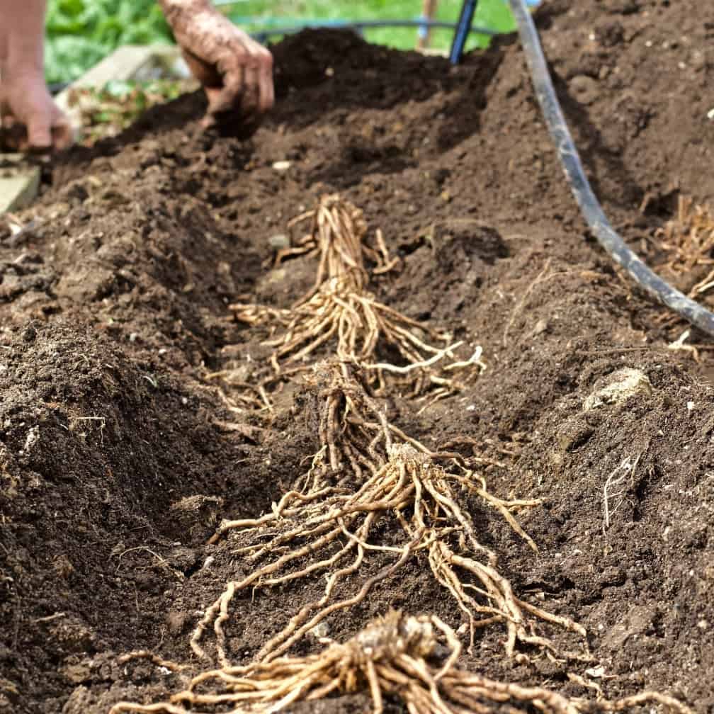 Asparagus crowns in a dirt trench.