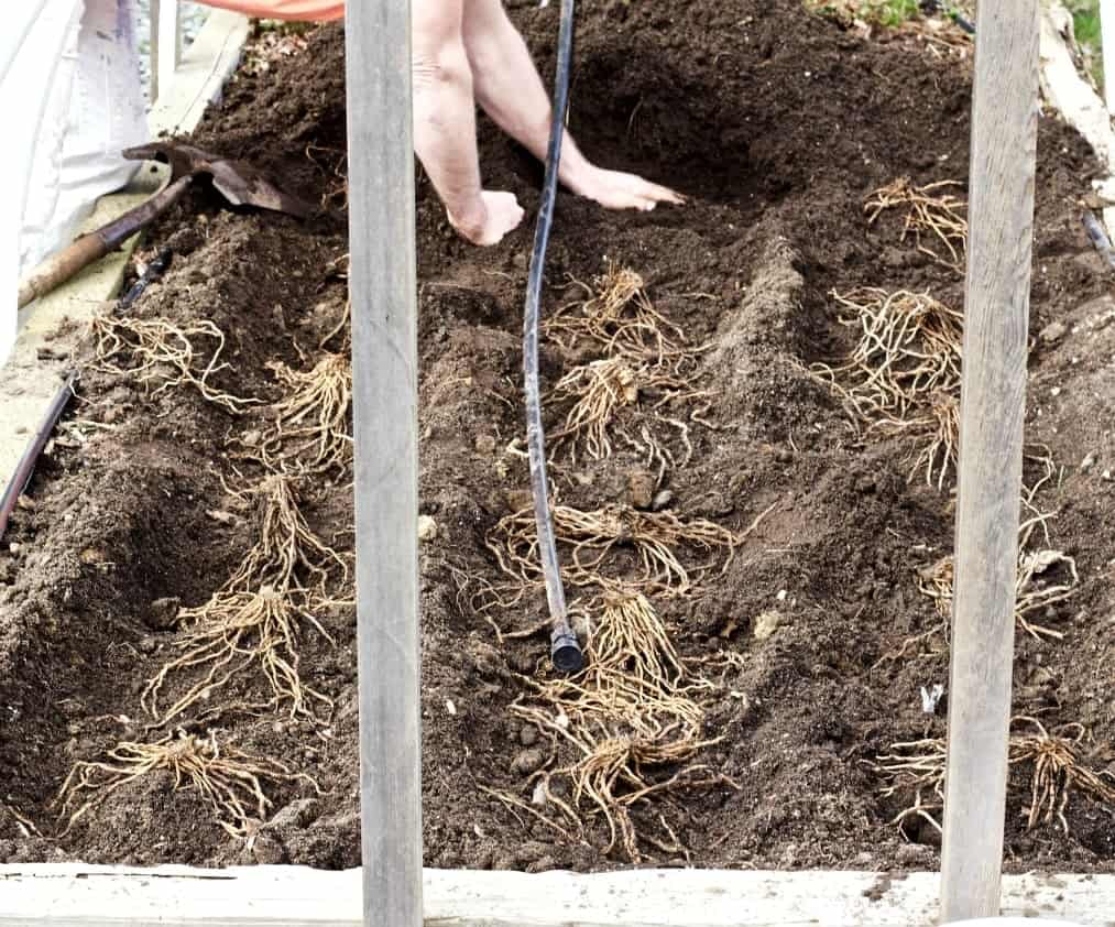 planting asparagus crowns in a dirt trench.