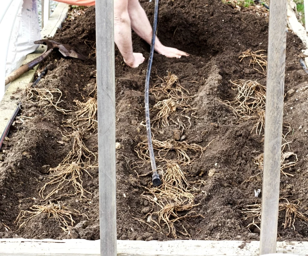 Planting Asparagus Crowns In A Dirt Trench.