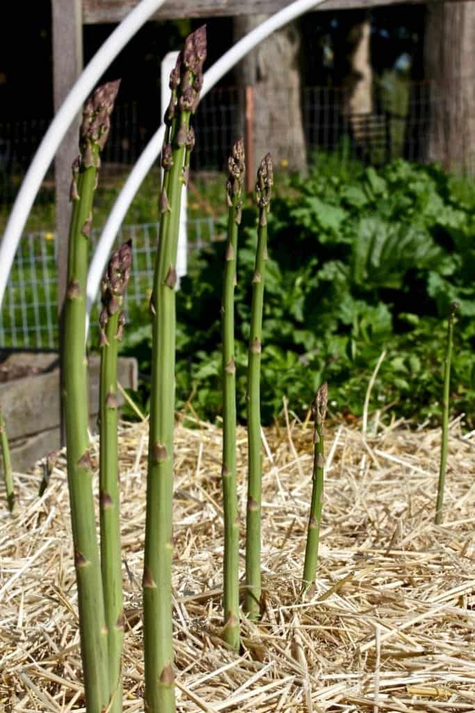 asparagus bed. Plant asparagus