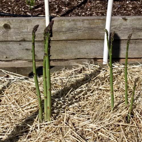 How to Plant Asparagus Plants Homemade Food Junkie