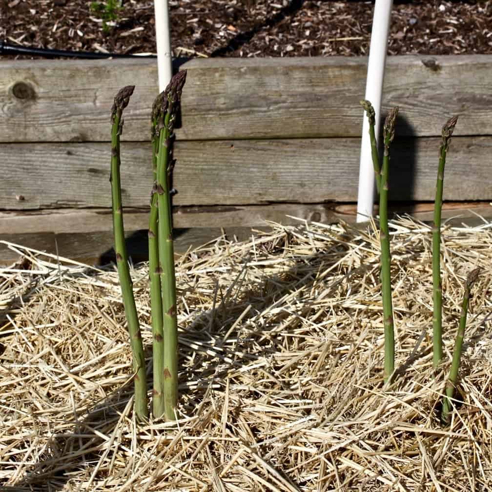 asparagus spears-first year 