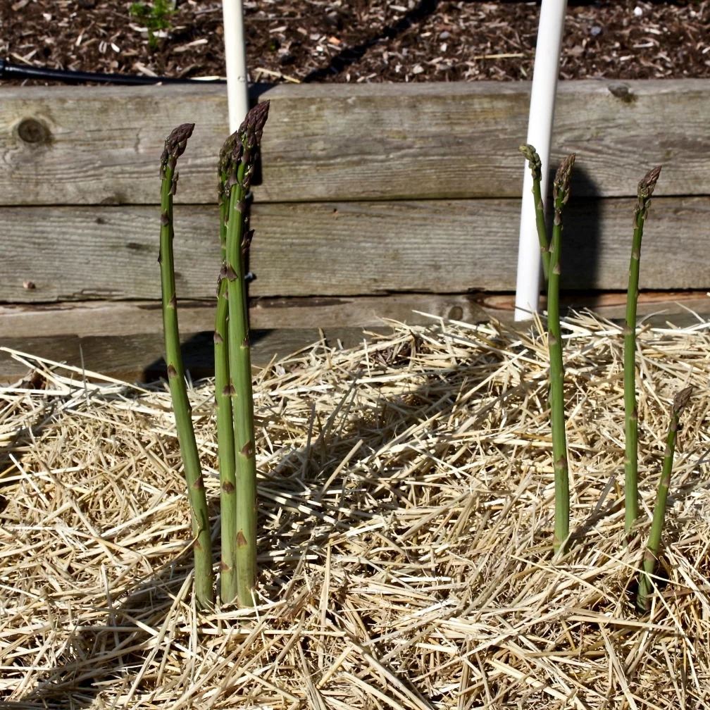 Asparagus Spears-First Year 
