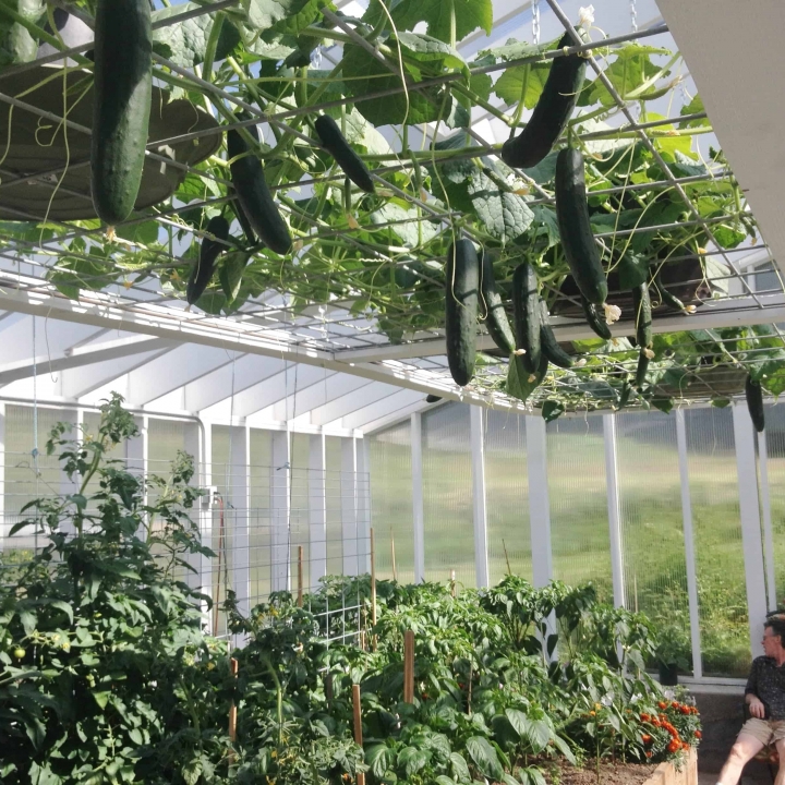 Greenhouse in June 2014