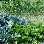 Garden 2014 Kohlrabi And Celery