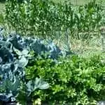Garden 2014 Kohlrabi And Celery