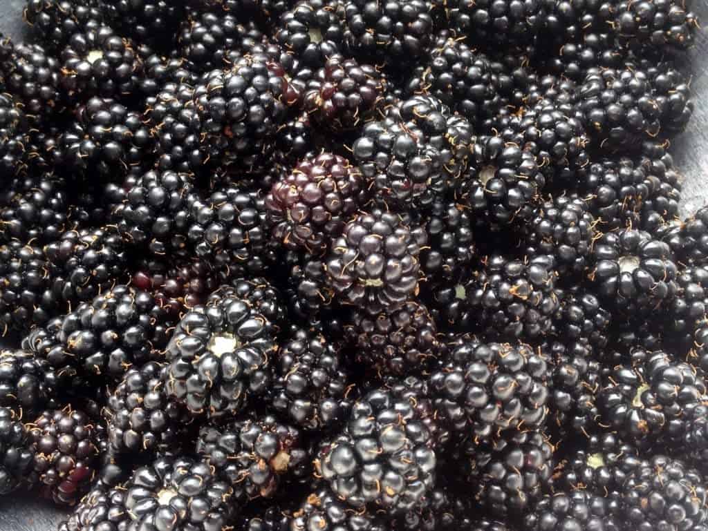 Fresh Blackberries For No Bake Blackberry Cheesecake Bars