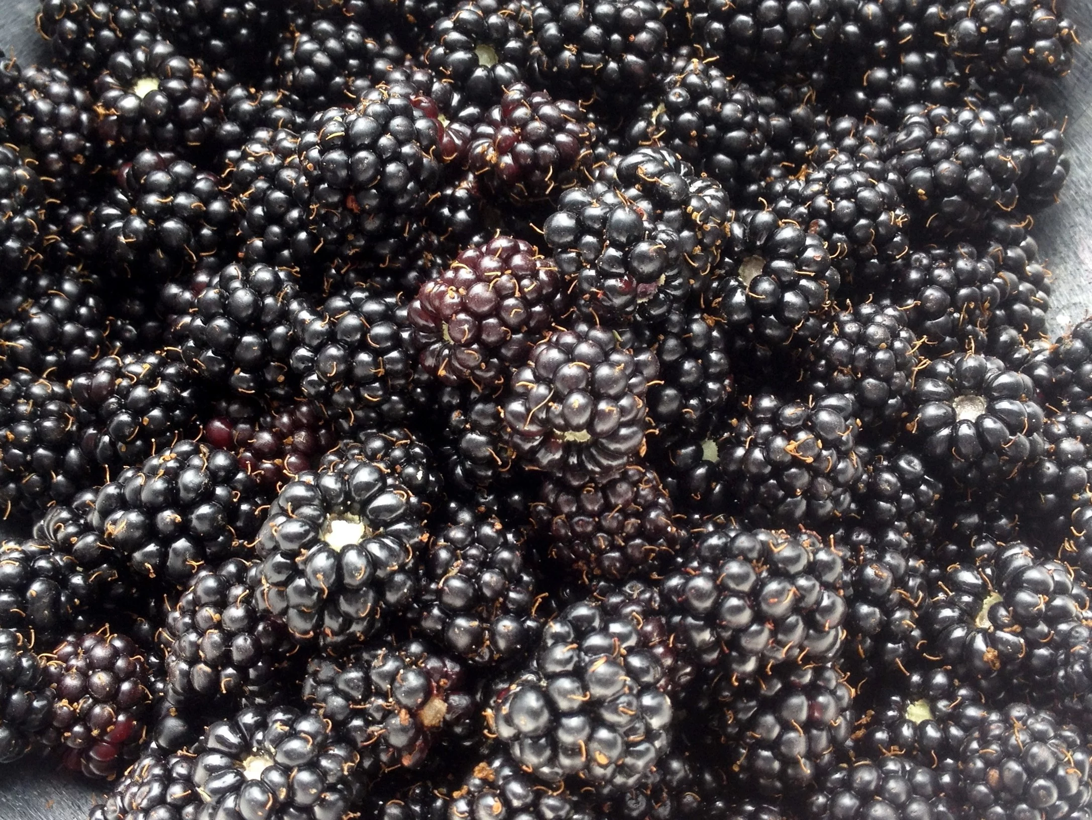 Fresh Blackberries