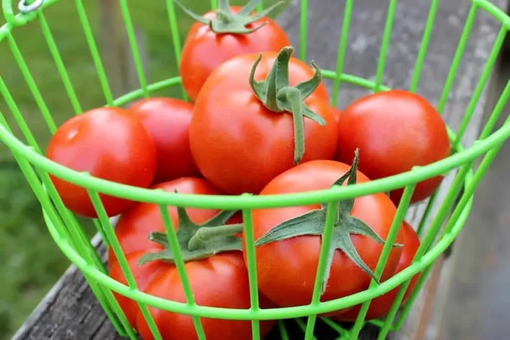 Greenhouse Tomatoes 2014