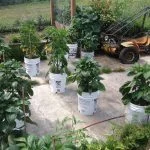 Outdoor Peppers On The Growing Patio