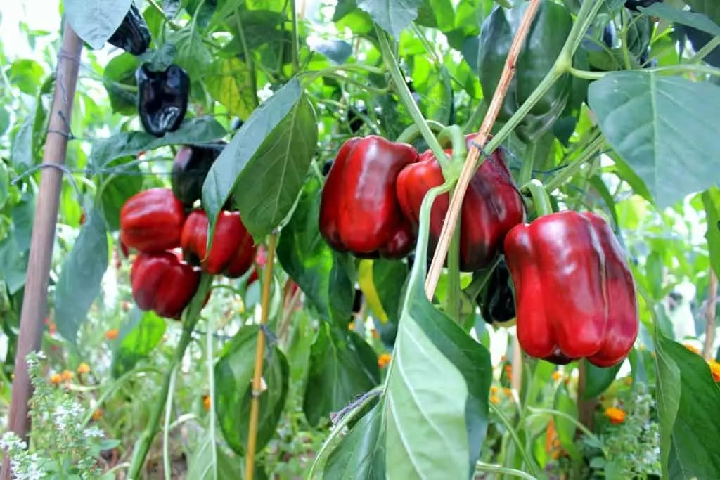 Red Knight Bell Peppers- 5 Tips For Growing Perfect Peppers. Http://Homemadefoodjunkie.com