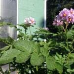 Potato Flowering