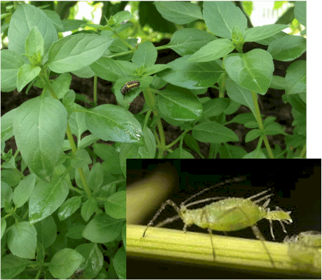 Diy Organic Insecticidal Spray