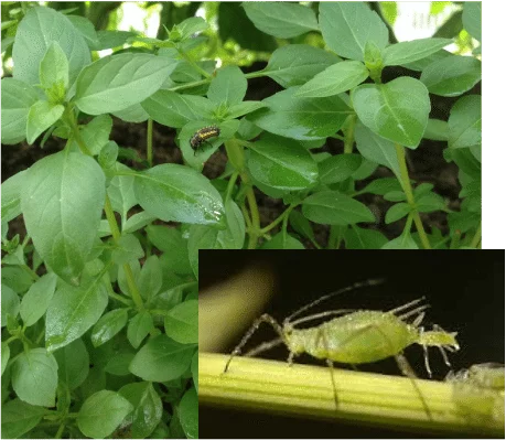 Diy Organic Insecticidal Spray